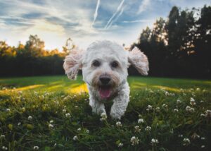 Parques para perros en Sevilla