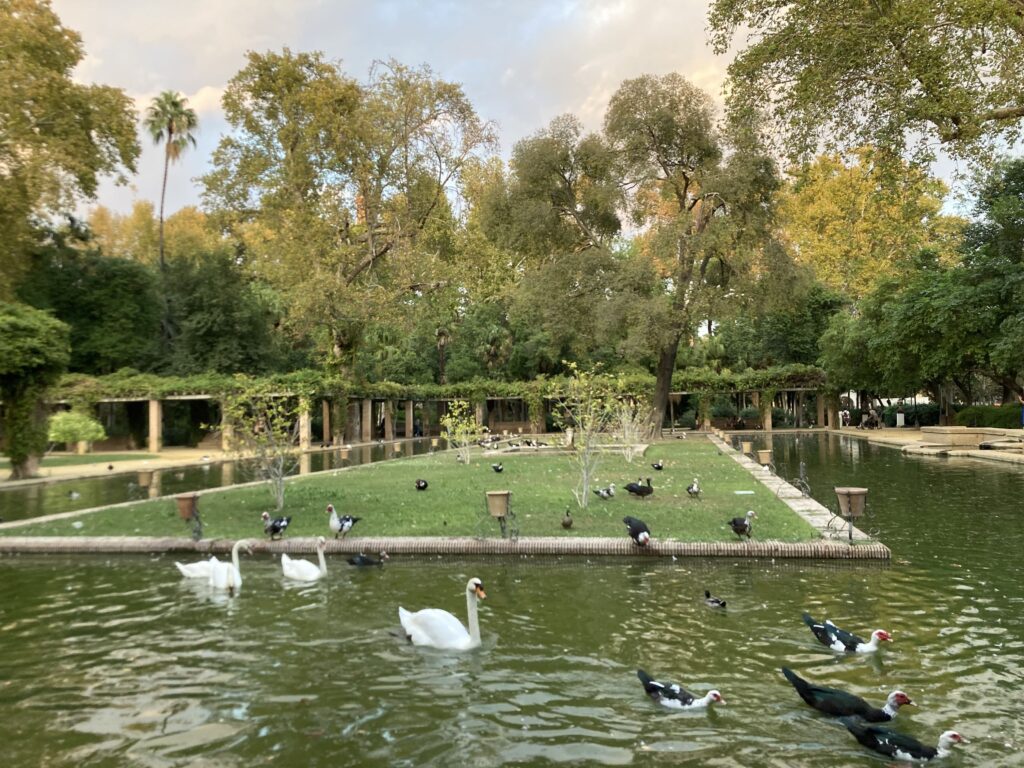 Patos en el Parque de María Luisa